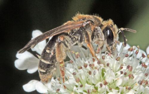 Andrena chrysosceles